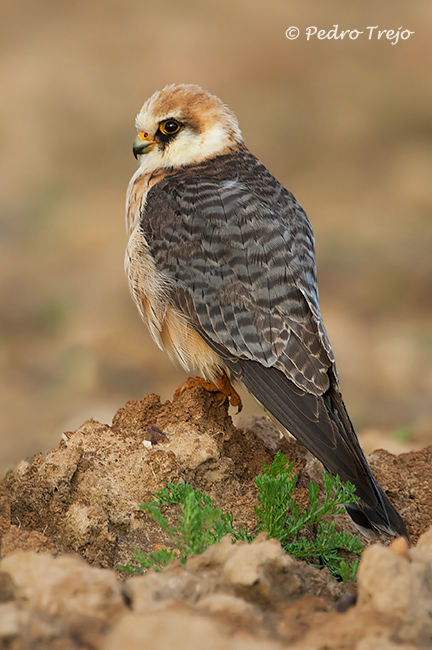 Cernicalo patirrojo (Falco vespertinus)